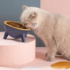 18298015-a561-4d09-a87b-57738c035719.1 Raised Cat Bowl with 15° Tilted Stand