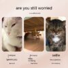 Pet Selfie Phone Clip for Treats & Toys product image