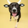 Halloween Hat for Dogs product image