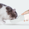 2-in-1 Travel Water & Food Bottle for Pets product image