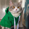 Halloween Frog Costume for Dogs & Cats product image Halloween Frog Costume for Dogs & Cats product image
