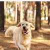 Collar for Dogs & Cats product image Collar for Dogs & Cats product image