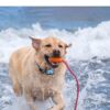 Collar for Dogs & Cats product image Collar for Dogs & Cats product image