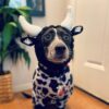 Halloween Hat for Dogs product image