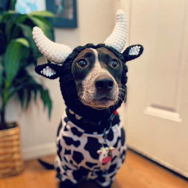 Halloween Hat for Dogs product image