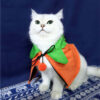 Halloween Pumpkin Double Sided Cape Dog Party product image Halloween Pumpkin Double Sided Cape Dog Party product image
