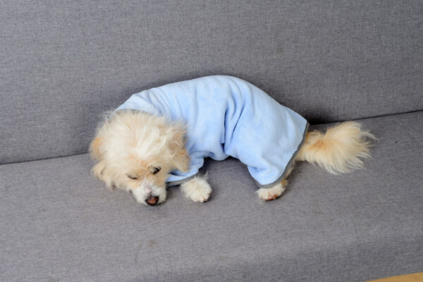 Quick-Dry Absorbent Pet Towel product image