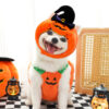 Halloween Pumpkin Costume for Dogs & Cats product image Halloween Pumpkin Costume for Dogs & Cats product image