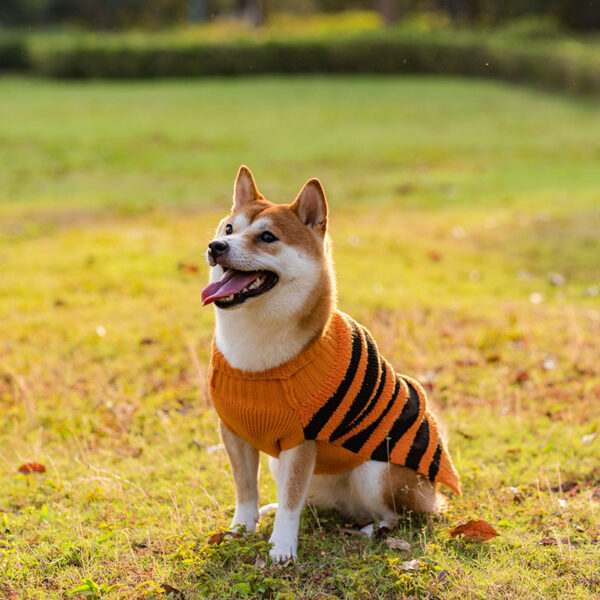 Halloween Dog Sweater product image Halloween Dog Sweater product image