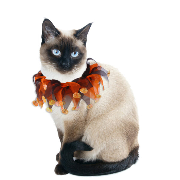 Tie-Dye Pet Collar product image Tie-Dye Pet Collar product image