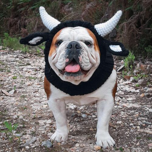 Halloween Hat for Dogs product image