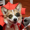 Halloween Vampire King Pet Cape product image