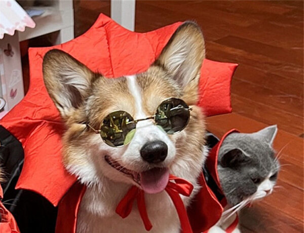 Halloween Vampire King Pet Cape product image