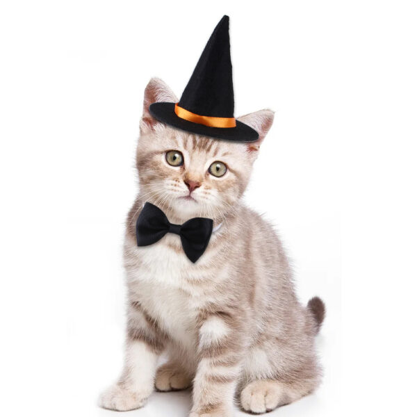 Halloween Pet Suit with Wizard Hat and Bow Tie Halloween Pet Suit with Wizard Hat and Bow Tie