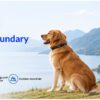 Smart GPS Wireless Fence and Tracking Training Collar product image Smart GPS Wireless Fence and Tracking Training Collar product image