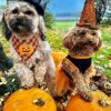 Halloween Pumpkin Bandana for Dogs