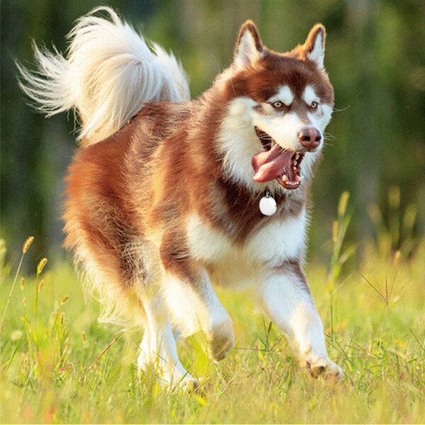 Mini GPS Pet Locator Mini GPS Pet Locator