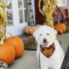 Halloween Pumpkin Bandana for Dogs product image