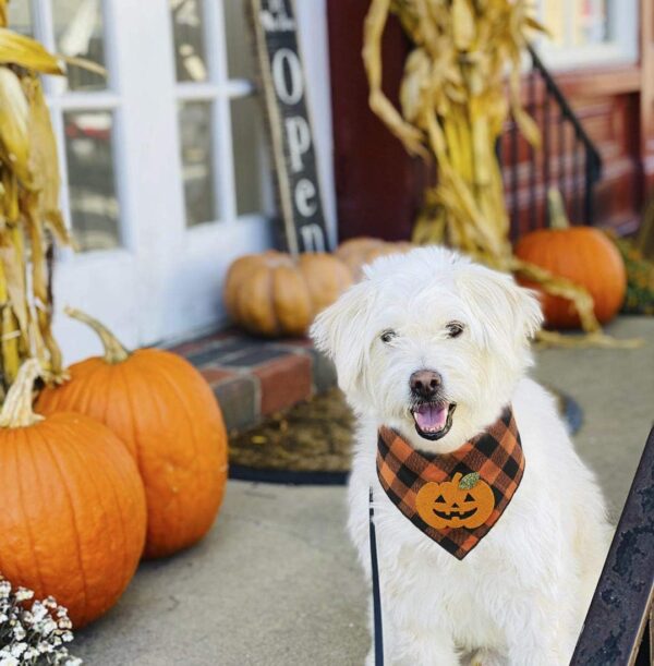 Halloween Pumpkin Bandana for Dogs product image