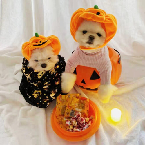 Halloween Pumpkin Pet Hat Halloween Pumpkin Pet Hat