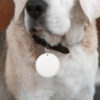 Bluetooth Smart Tag Pet Tracker product image Bluetooth Smart Tag Pet Tracker product image
