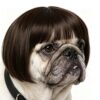 Adjustable Black Wig for Dogs & Cats product image