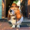 Cat & Dog Cowboy Hat Cat & Dog Cowboy Hat