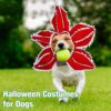 Halloween Dog Hat product image Halloween Dog Hat product image