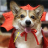 Halloween Vampire King Pet Cape product image