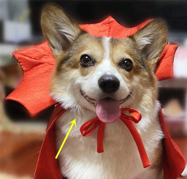 Halloween Vampire King Pet Cape product image