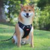 Reflective Dog Harness Reflective Dog Harness